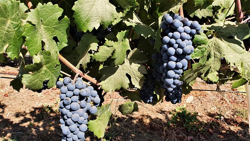 A história da uva Carménère no Chile